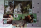 WWF CARTE MAXIMUM   1ER JOUR  (LOT De 26) - Cartoline Maximum