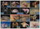 LIBYA 1996 Crustaceans Crustacea (16 Maximum-cards) - Crostacei