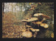 Armillaire - Mushrooms