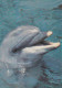 DOLPHIN, POSTCARD, ROMANIA - Dolfijnen