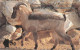 PHONE CARD OMAN (E63.59.2 - Oman