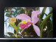 T-269 - CUBA, TELECARD, PHONECARD, FLOWER, FLEUR,  - Cuba