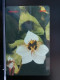 T-270 - ALBANIA TELECARD, PHONECARD, FLOWER, FLEUR,  - Albanien