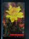 T-272 - SLOVAKIA, TELECARD, PHONECARD, FLOWER, FLEUR,  - Slovakia