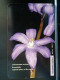 T-274 - CYPRUS TELECARD, PHONECARD, FLOWER, FLEUR - Chypre