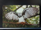 T-288 - BRASIL , BRAZIL TELECARD, PHONECARD, BIRD, OISEAU,  OWL, HIBOU - Brasile