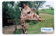 Girafe Carte Spécimen Démonstration  DATACARD France Card Karte (R 805) - Cartes De Salon Et Démonstration