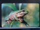 T-304 - CYPRUS TELECARD, PHONECARD, FROG, GRENOUILLE - Chipre