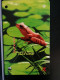 T-304 - HONG KONG TELECARD, PHONECARD, FROG, GRENOUILLE, WWF - Hongkong