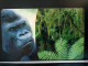 T-307 - GERMANY TELECARD, PHONECARD, ANIMAL, MONKEY, GORILLA - Autres & Non Classés