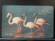 T-312 - CYPRUS TELECARD, PHONECARD, ANIMAL, BIRD, OISEAU, FLAMINGO, FLAMENGO - Cipro