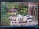 T-312 - LATVIA TELECARD, PHONECARD, ANIMAL, BIRD, OISEAU - Lettonia