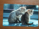 T-361 - JAPAN, Japon, Nipon, TELECARD, PHONECARD, Cat, Chat, NTT 111-012 - Gatos