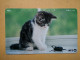 T-361 - JAPAN, Japon, Nipon, TELECARD, PHONECARD, Cat, Chat, NTT 111-066 - Cats