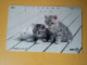 T-361 - JAPAN, Japon, Nipon, TELECARD, PHONECARD, Cat, Chat, NTT 111-088 - Gatos