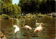 30-12-2023 (3 W 15) France - Parc De Saint Vrain (ZOO) Flamand Roses / Pink Flamingo Birds - Saint Vrain