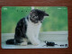 T-370 - JAPAN, Japon, Nipon, TELECARD, PHONECARD, Cat, Chat, NTT 111-066 - Katzen