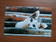 T-371 - JAPAN, Japon, Nipon, TELECARD, PHONECARD, Cat, Chat, NTT 231-319 - Cats