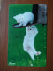 T-373 - JAPAN, Japon, Nipon, TELECARD, PHONECARD, Cat, Chat, NTT 231-243 - Cats