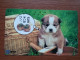 T-375 - JAPAN, Japon, Nipon, TELECARD, PHONECARD, Dog, Chien, NTT 331-475 - Chiens