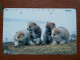 T-376 - JAPAN, Japon, Nipon, TELECARD, PHONECARD, Dog, Chien, NTT 411-259 - Dogs