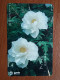 T-382 - JAPAN, Japon, Nipon, TELECARD, PHONECARD, Flower, Fleur, NTT 351-125 - Fiori