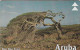 PHONE CARD ARUBA  (E81.8.8 - Aruba