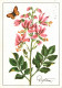 G8898 - Diptam - R. Flieger Künstlerkarte - Planet Verlag DDR - Medicinal Plants