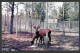 St Félicien - Québec - Zoo De St Félicien Lac St Jean - Cerfs Du Canada - Non Circulée - Photo André - No 4202R - Autres & Non Classés