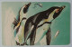 NAMIBIA - Chip - Telecom - N$10 - Penguins - Used - Namibie