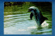 ANIMAUX :  DAUPHINS - Lot 6 Cartes Postales - - Dolfijnen