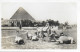 CAMEL GROUP, CHEOPS, EGYPT. UNUSED POSTCARD   Hold 10 - Piramiden