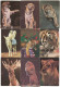 USSR. 1984 - 1989. Cirque. Circus. Animals. Tiger. Lion - Petit Format : 1981-90