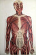 Whittaker's Anatomical Model - Salud & Medicina