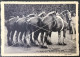 BRAIVES Lot De Juments 1er Prix Concours 1933 Prop M. Le Comte De MAROTTE De MONTIGNY CP édit. Le Sillon Belge La Hulpe - Braives