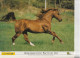 Calendrier-Almanach Des P.T.T 1995 -Cheval Au Pré-Berger Allemand-Département AIN-01-Référence 425 - Big : 1991-00