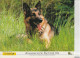 Calendrier-Almanach Des P.T.T 1995 -Cheval Au Pré-Berger Allemand-Département AIN-01-Référence 425 - Grand Format : 1991-00
