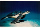 73948207 Schildkroeten Meer Foto M.J.Furnia  - Schildpadden