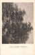 PEINTURES & TABLEAUX - J. Van Ruysdael - Coin De Forêt - Carte Postale Ancienne - Malerei & Gemälde