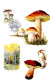 Suède 5 Cartes Maximun De 1996 Champignons Nature Muschroom - Storia Postale