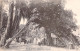 SRI LANKA - Colombo - A Giant Banyan - Carte Postale Ancienne - Sri Lanka (Ceylon)