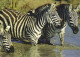 AK 192106 ZEBRA - Steppenzebra - Zebre