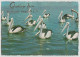 Australia NEW SOUTH WALES NSW Pelicans Greetings From BRUNSWICK HEADS Murray Views W517 Postcard C1970s - Other & Unclassified