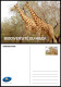 NIGER 2023 - STATIONERY CARD - GIRAFE GIRAFES GIRAFFE GIRAFFES - Giraffes