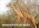 NIGER 2023 - STATIONERY CARD - GIRAFE GIRAFES GIRAFFE GIRAFFES - Giraffes