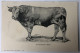 CPA Précurseur - Beau Taureau Vache - Simmenthaler Stier - Chr. Brennenstuhl Meyringen - Stiere