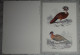 Petit Calendrier Poche 1987 Oiseau - Petit Format : 1981-90