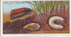 Garden Life, 1914 - Original Wills Cigarette Card - 10 Cockchafer Larva & Pupa - Wills