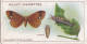 Garden Life, 1914 - Original Wills Cigarette Card - 49 Vapourer Moth & Larva - Wills