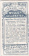Garden Life, 1914 - Original Wills Cigarette Card - 32 Apple Saw Fly & Larva - Wills